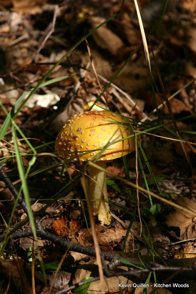 Mushrooms - #3